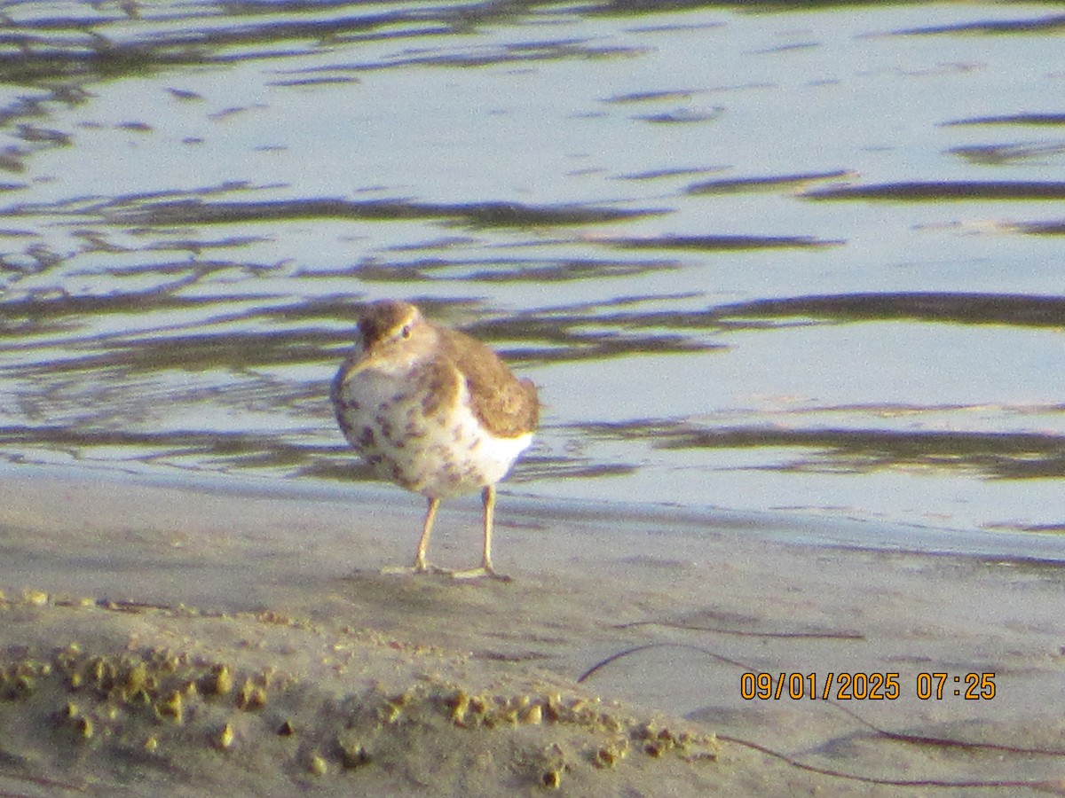 Spotted Sandpiper - ML641178954