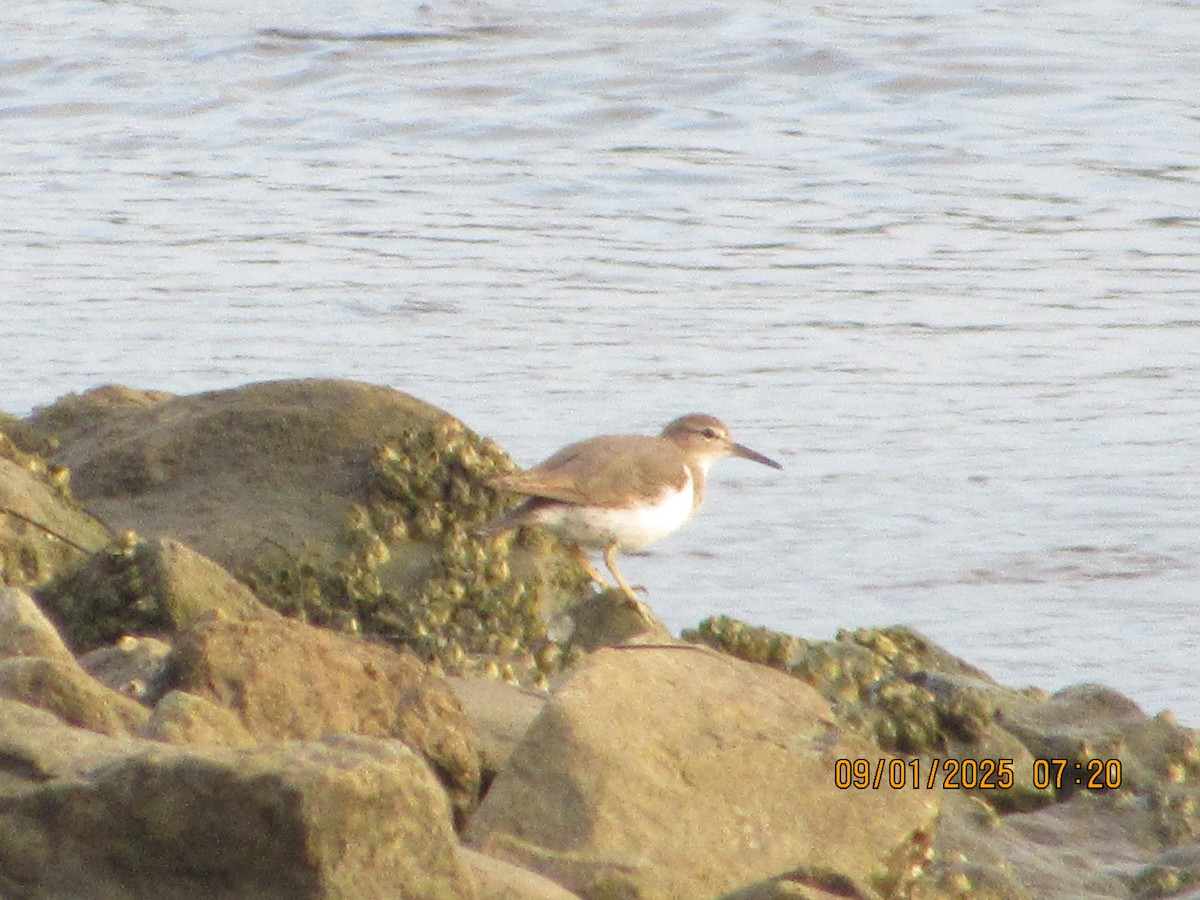 Spotted Sandpiper - ML641178997