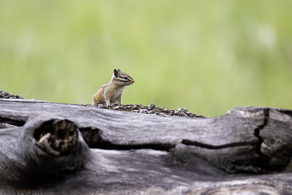 Gray-collared Chipmunk - ML641179029
