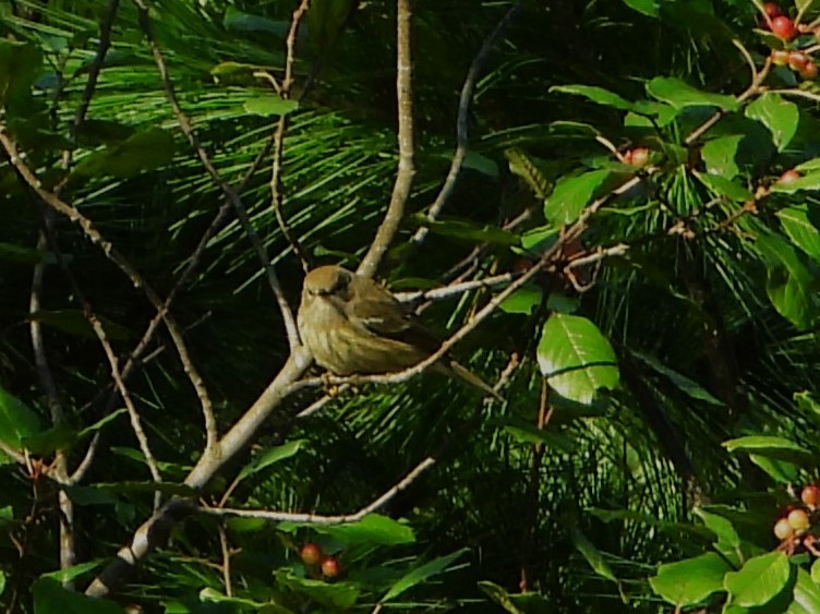 Cape May Warbler - ML641179030