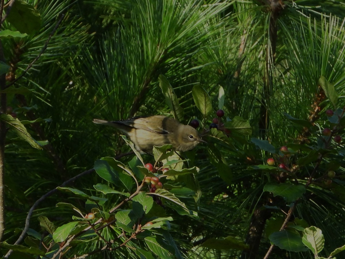 Cape May Warbler - ML641179031