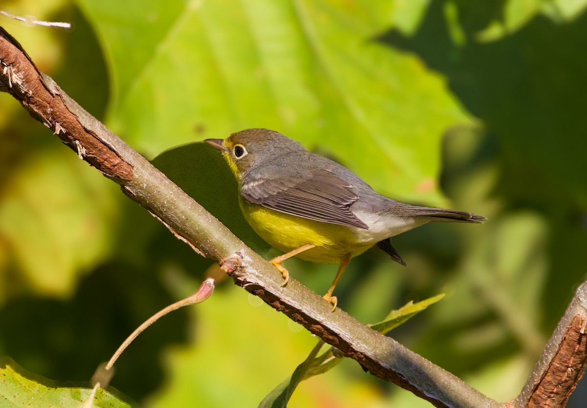 Canada Warbler - ML641179053