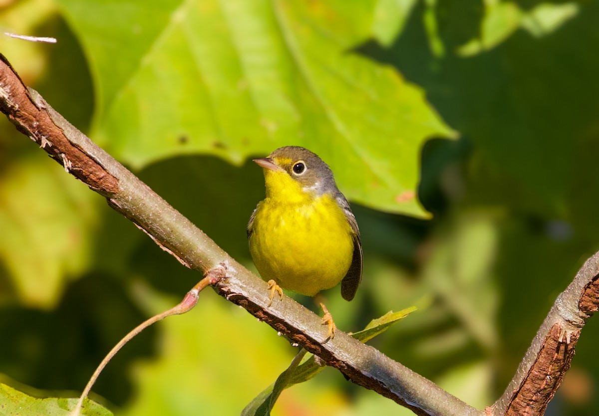 Canada Warbler - ML641179054