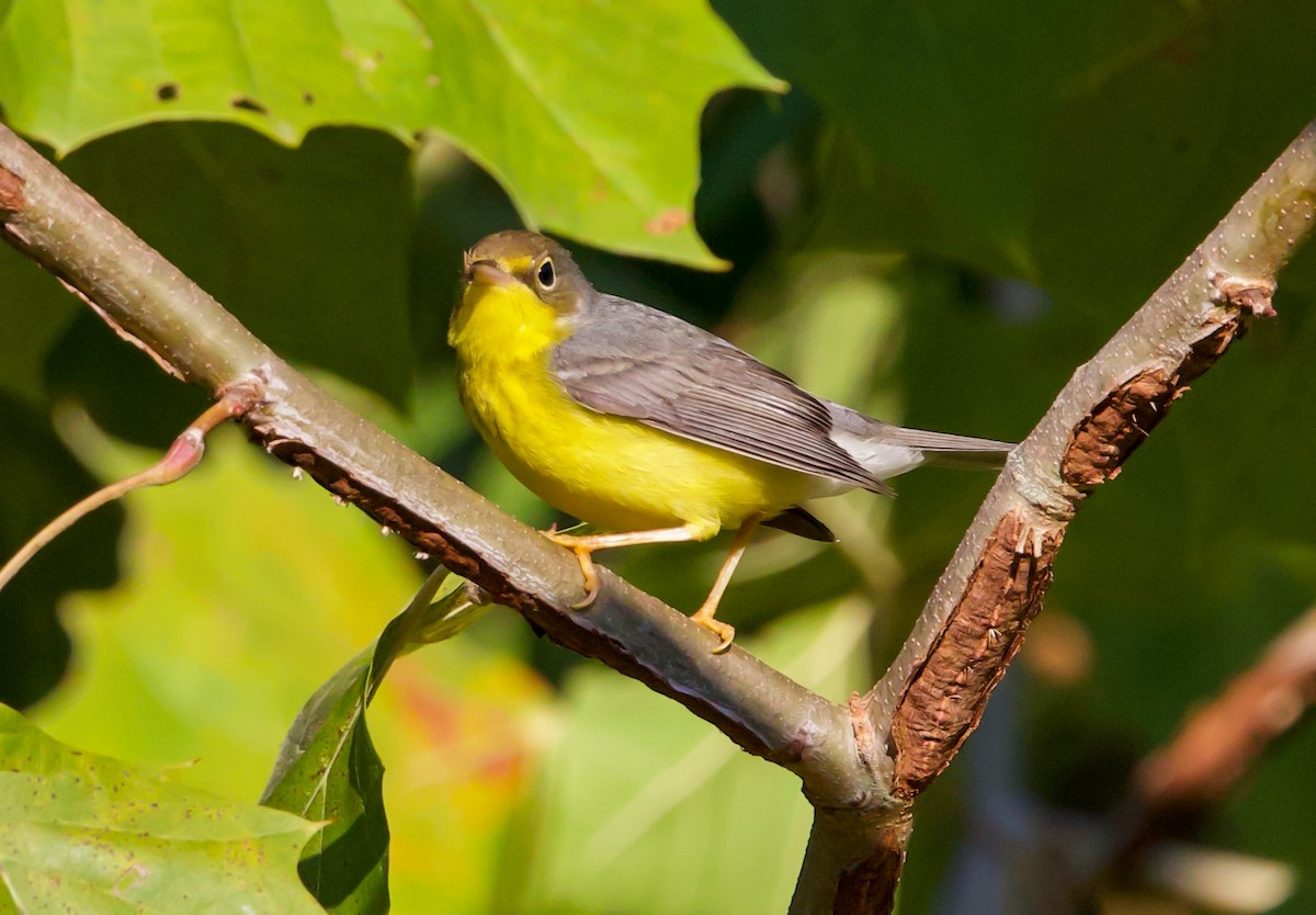 Canada Warbler - ML641179055