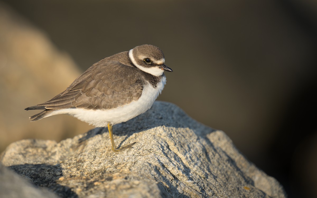 Semipalmated Plover - ML641179056