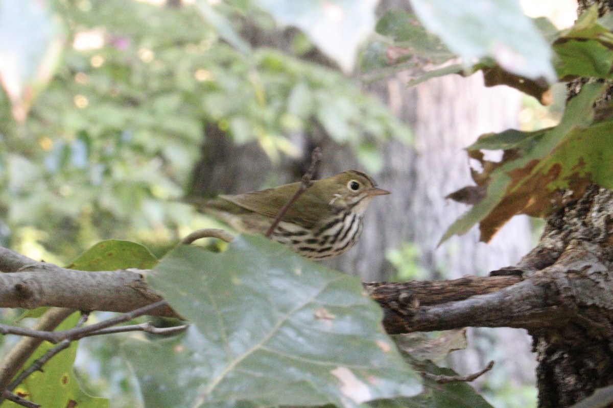 Ovenbird - ML641179078