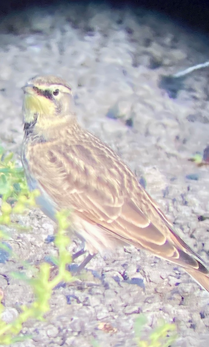 צחיחנית חרמון - ML641179126