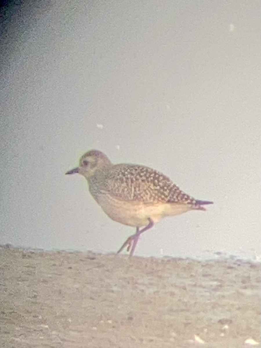 חופזי מנומר - ML641179140