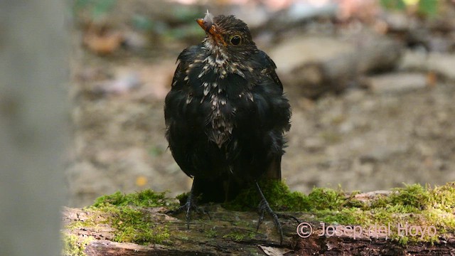 Eurasian Blackbird - ML641179144