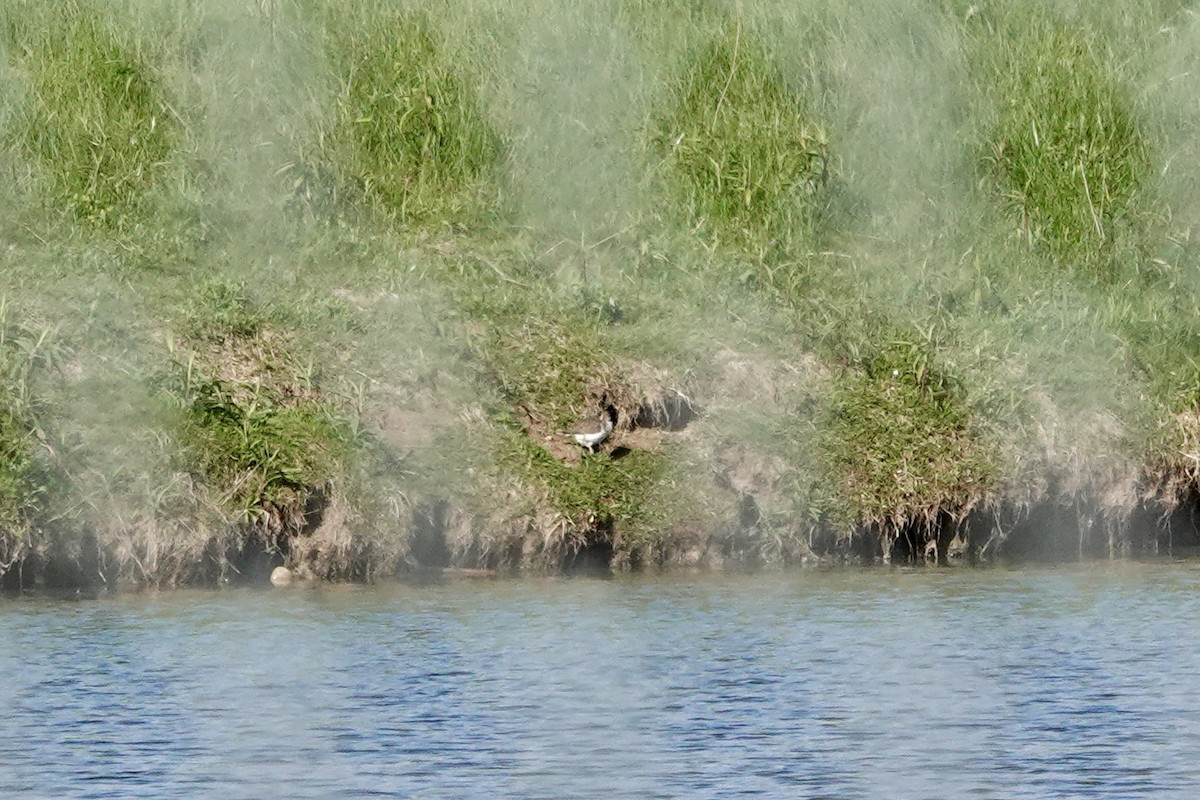 Spotted Sandpiper - ML641179245