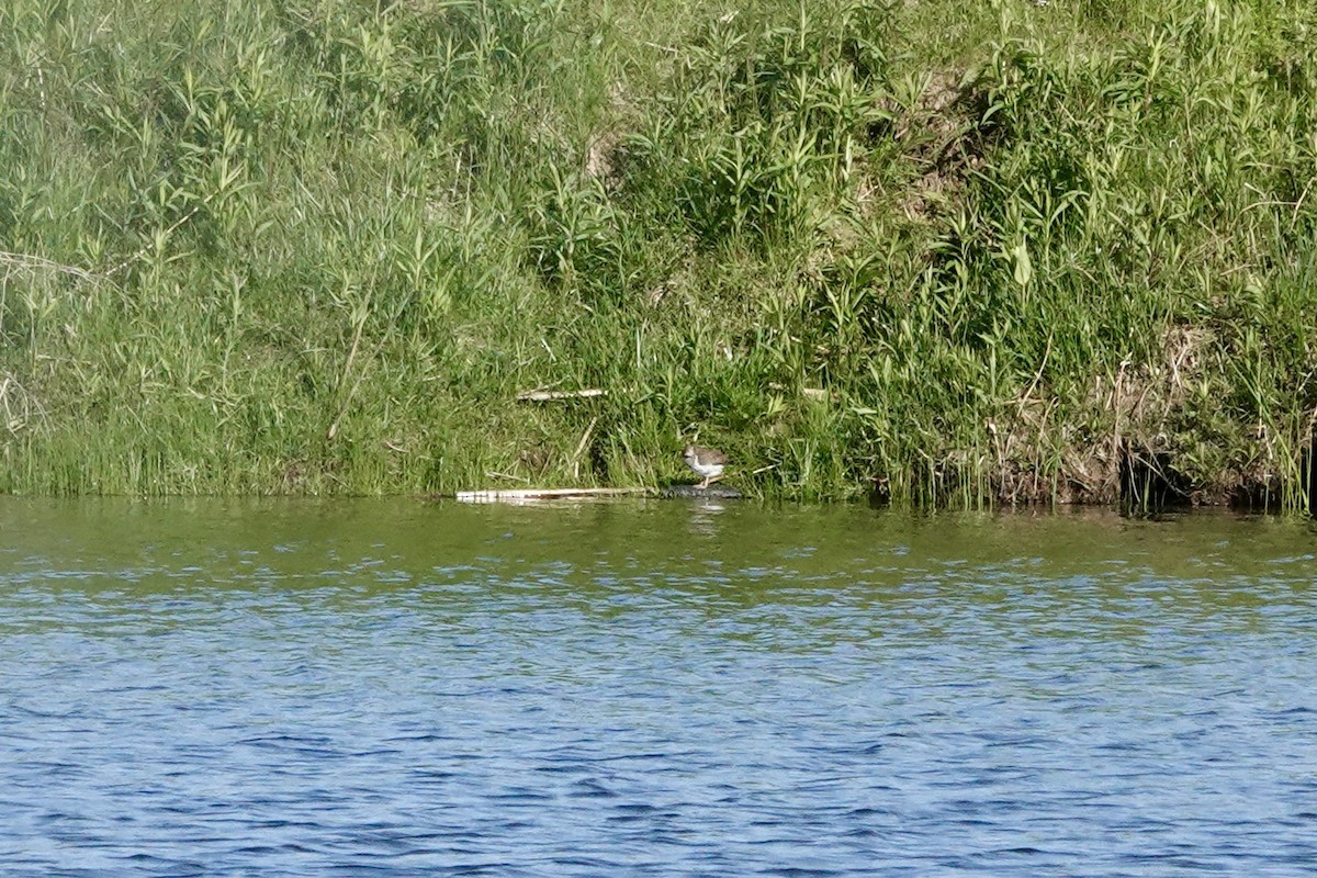 Spotted Sandpiper - ML641179246