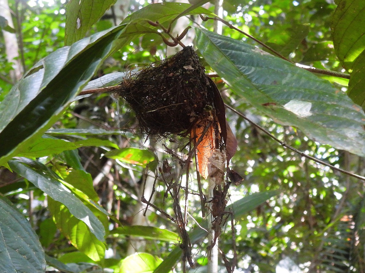 Mouse-colored Antshrike - ML641179287