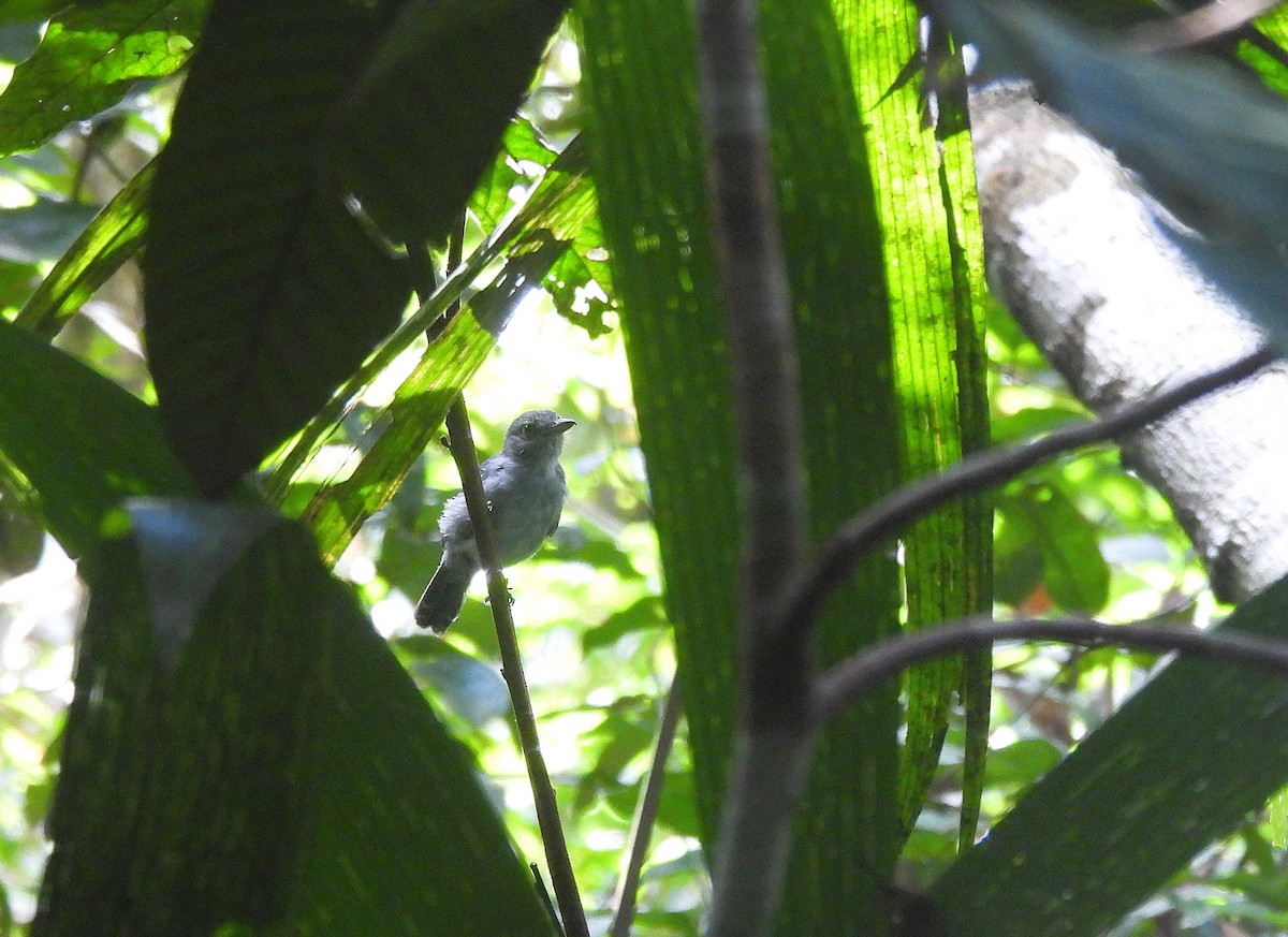 Mouse-colored Antshrike - ML641179288