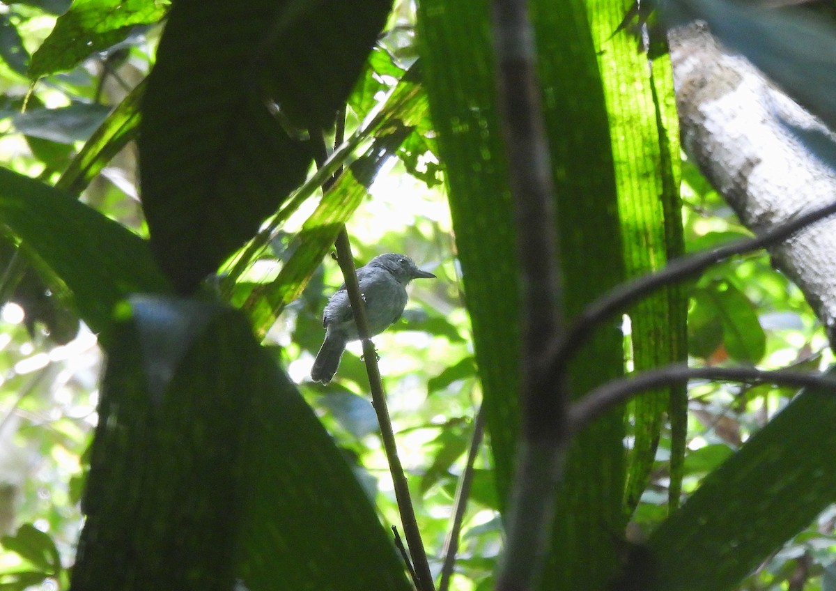Mouse-colored Antshrike - ML641179291