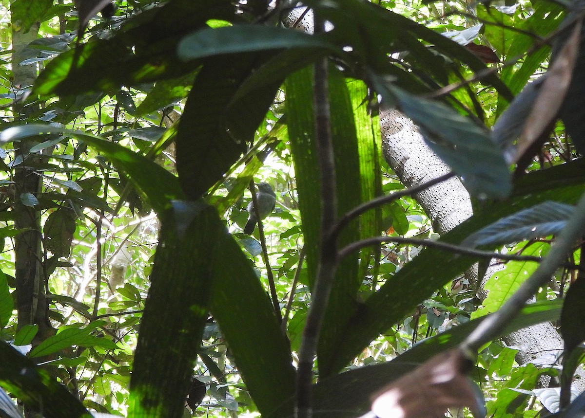 Mouse-colored Antshrike - ML641179292