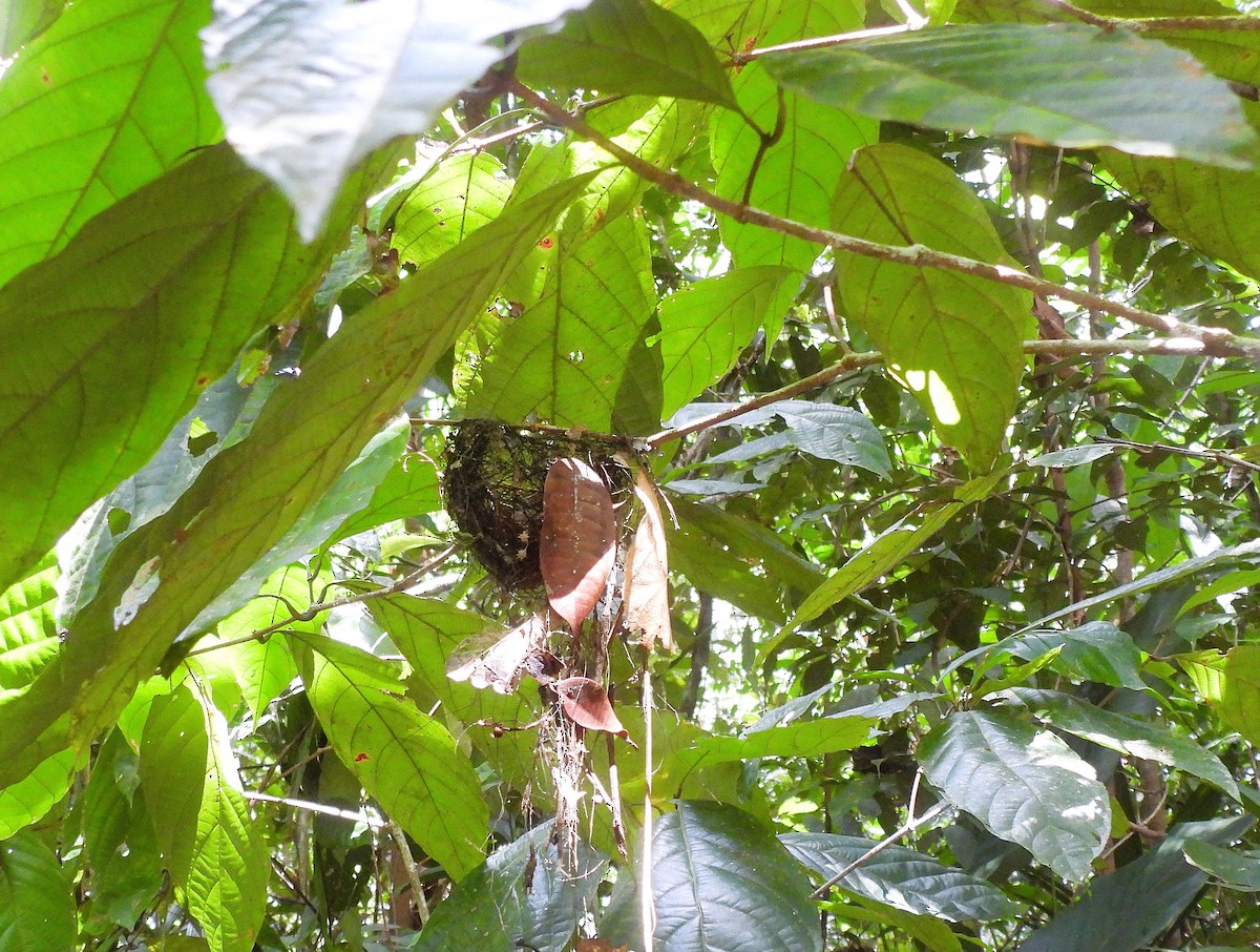 Mouse-colored Antshrike - ML641179294