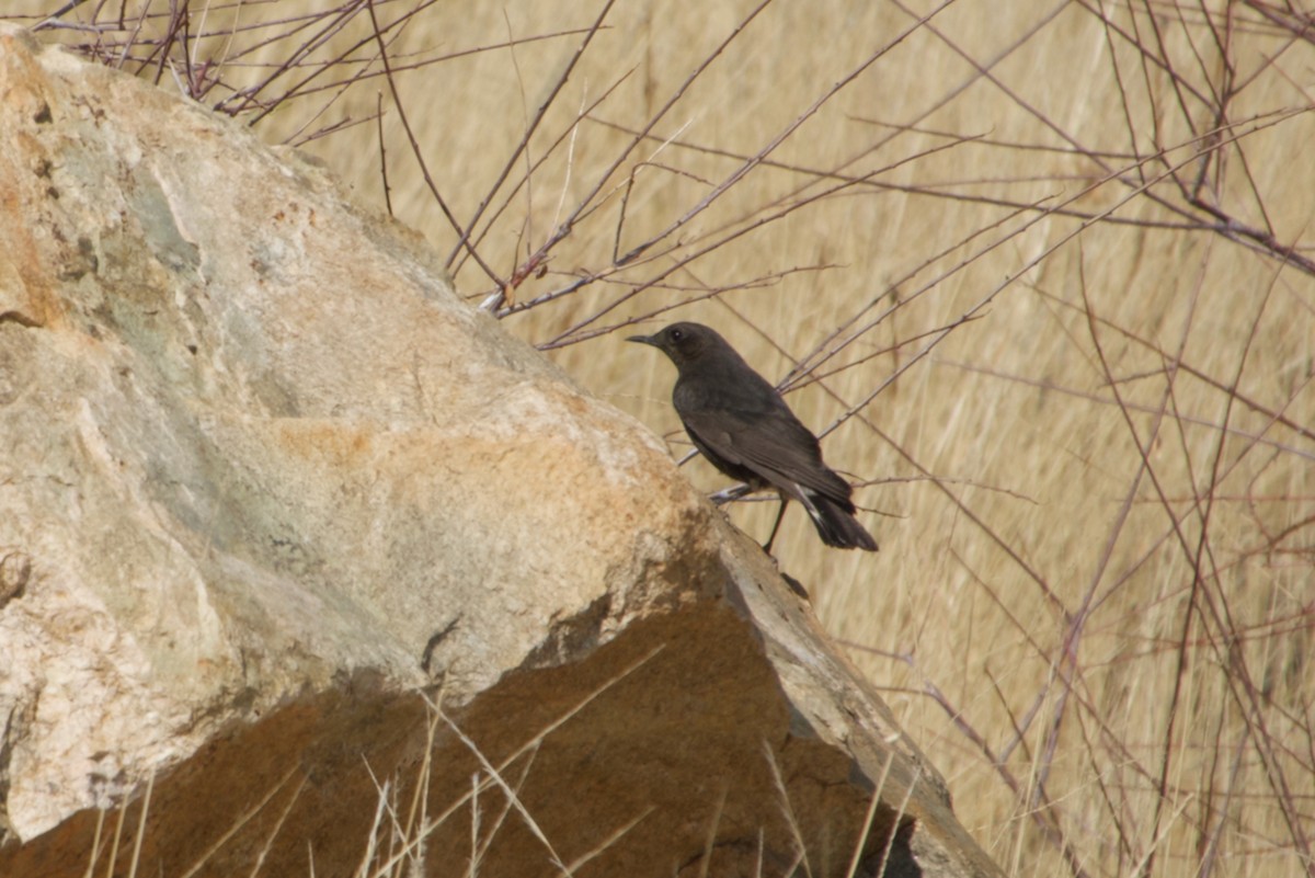 Mountain Chat - ML641179322