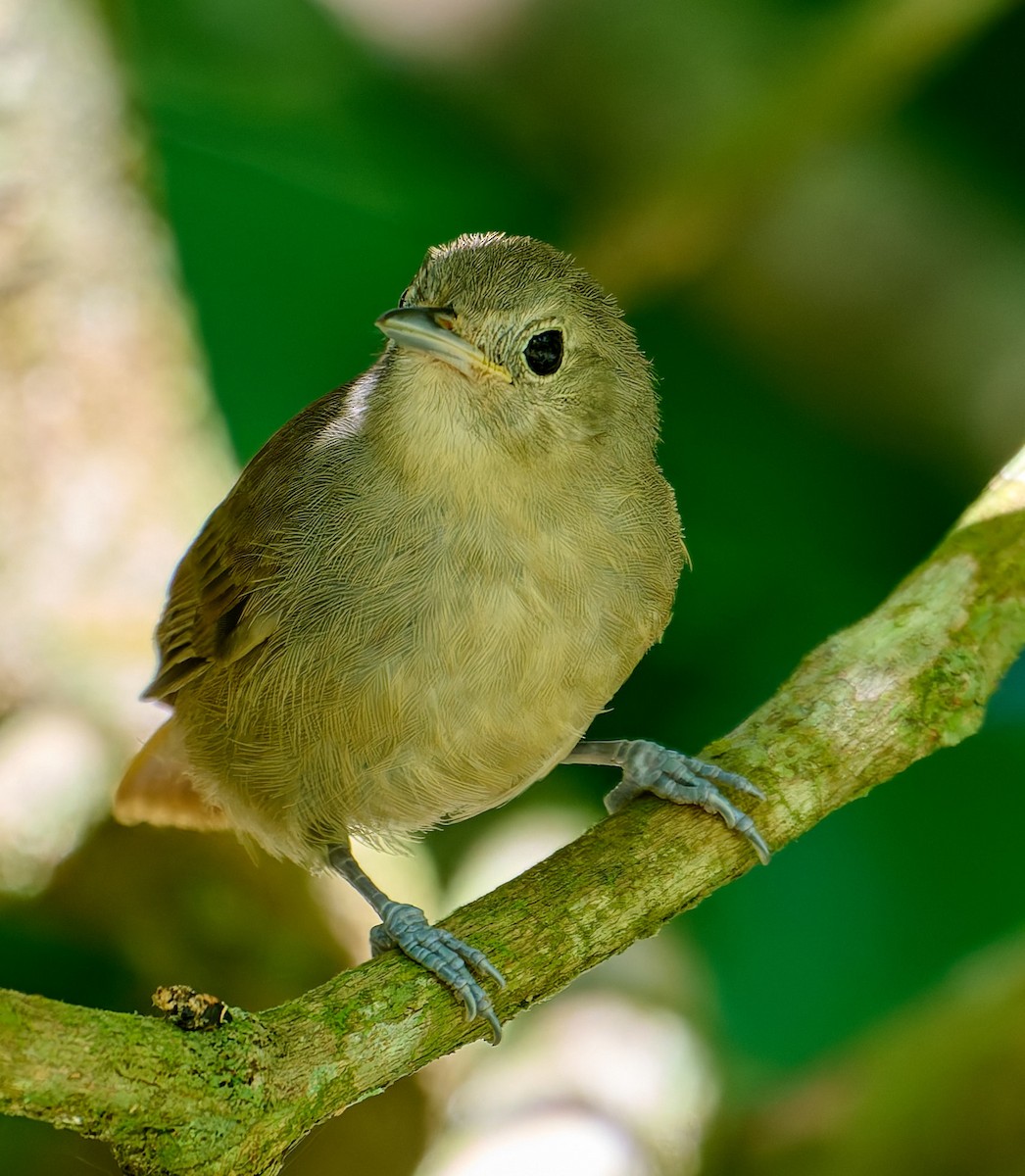 Unicolored Antwren - ML641179331