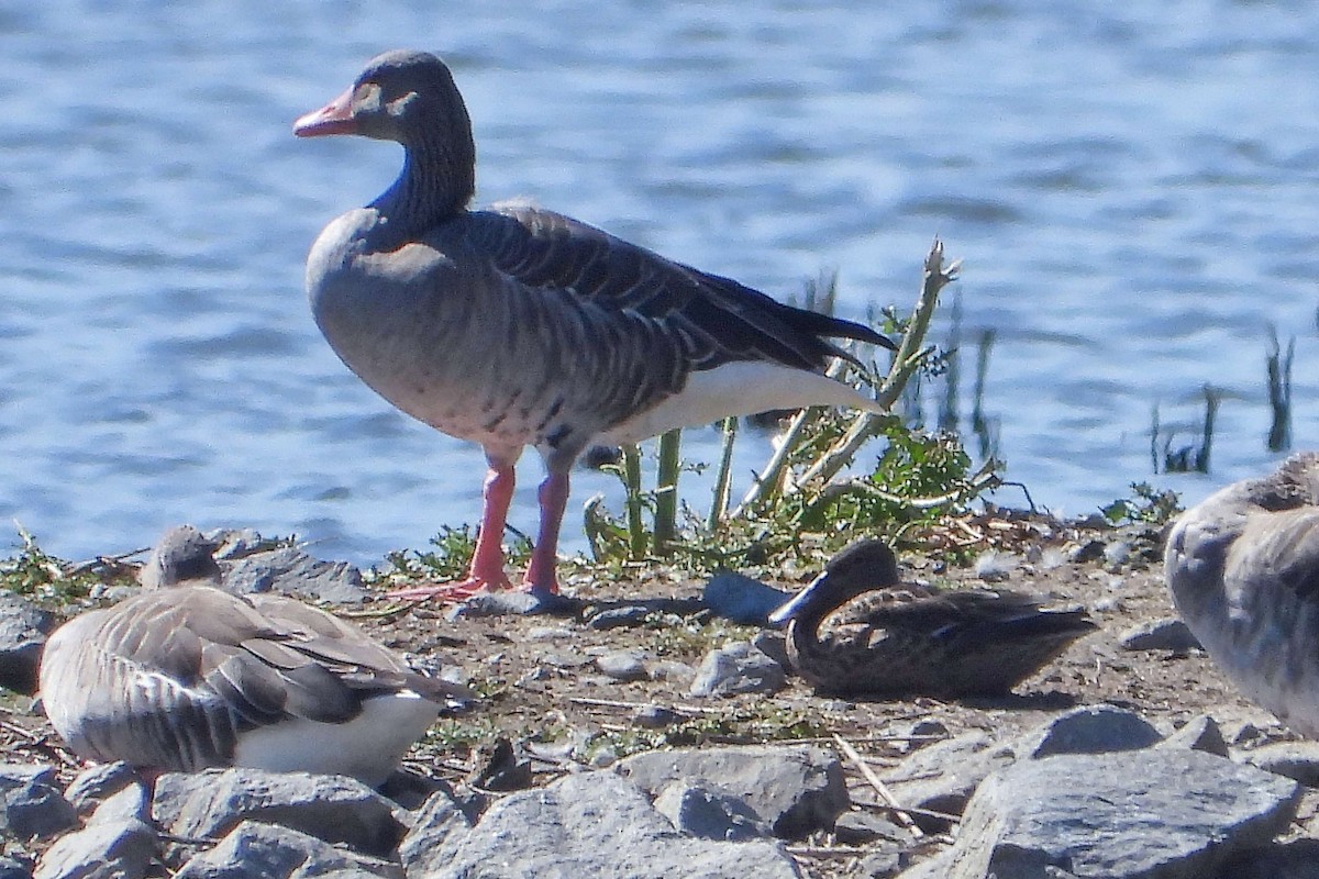 Northern Shoveler - ML641179360