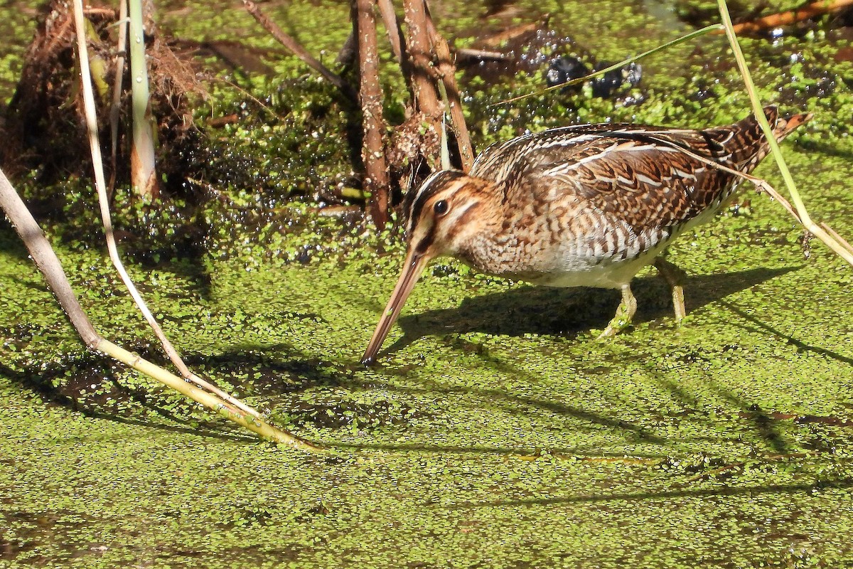 Common Snipe - ML641179381