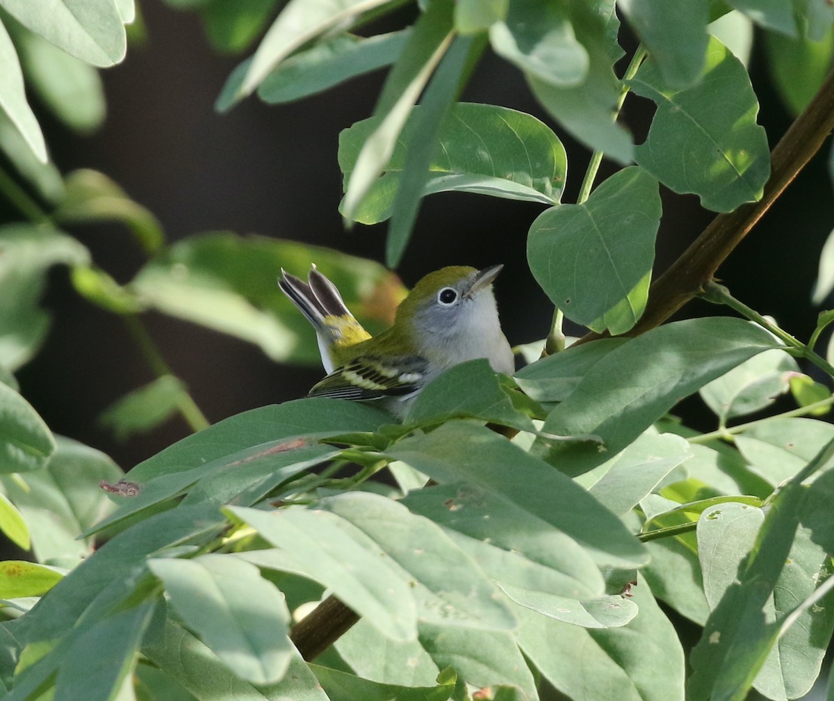 Chestnut-sided Warbler - ML641179395