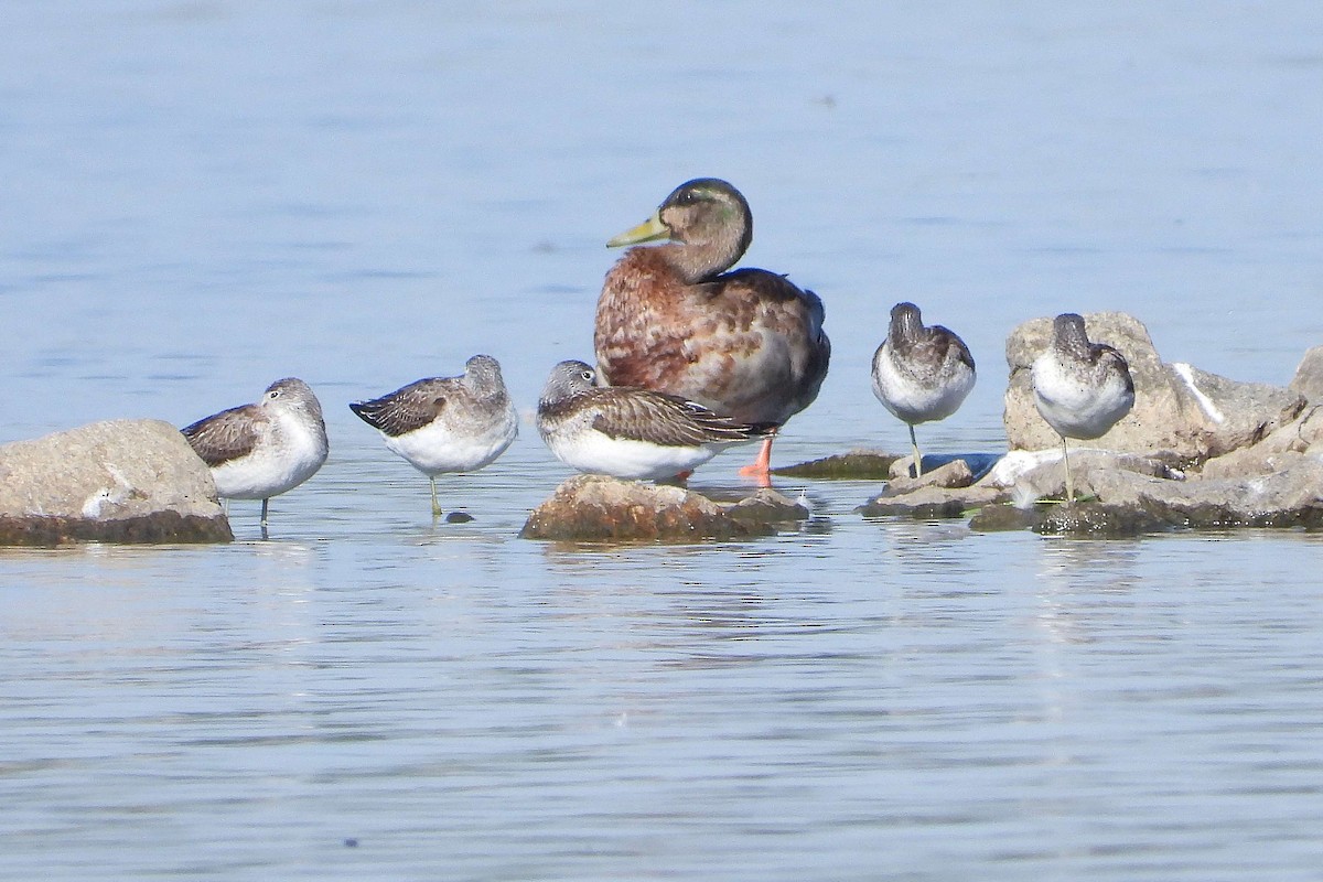 Common Greenshank - ML641179405