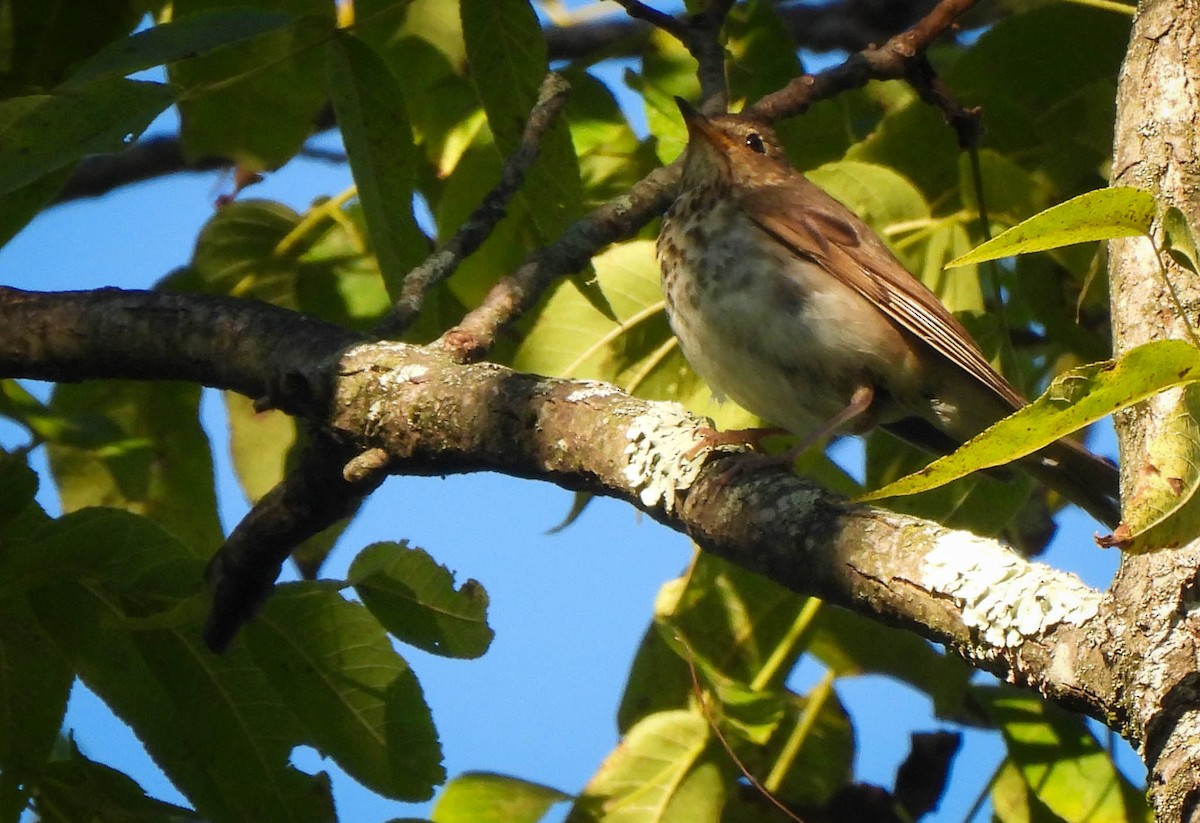 Swainson's Thrush - ML641179416