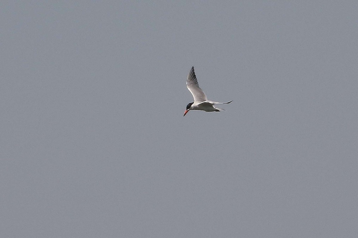 Caspian Tern - ML641179421