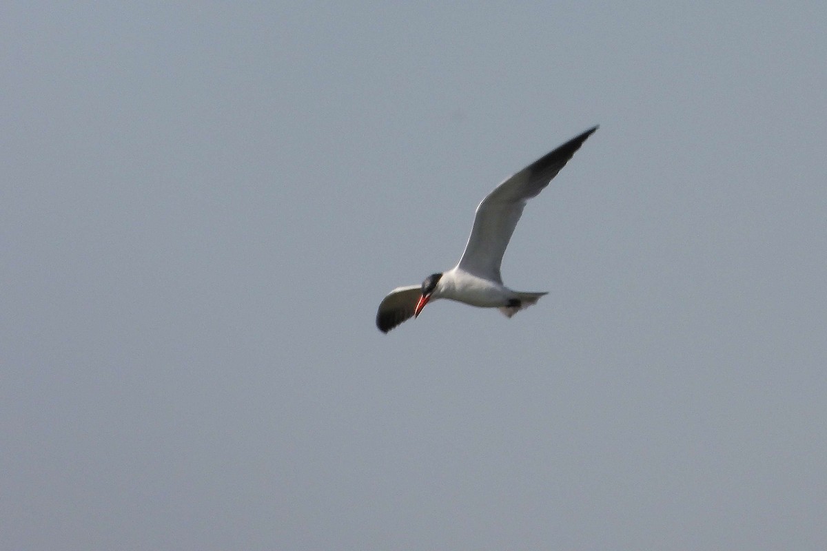 Caspian Tern - ML641179422