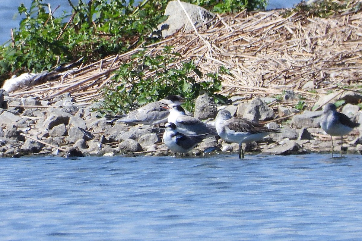 Black Tern - ML641179436