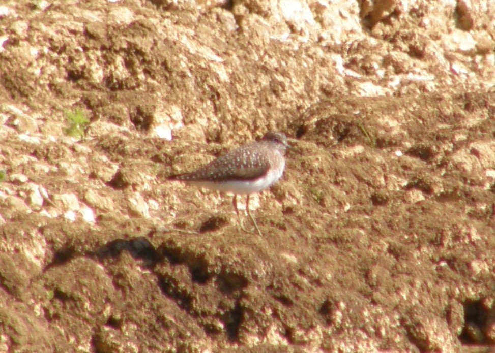 Solitary Sandpiper - ML641179484