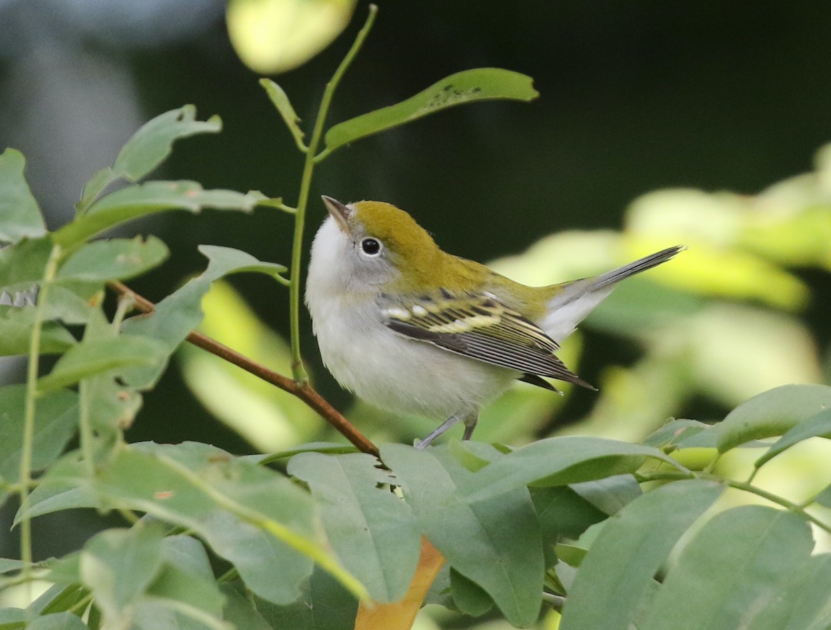 Chestnut-sided Warbler - ML641179506
