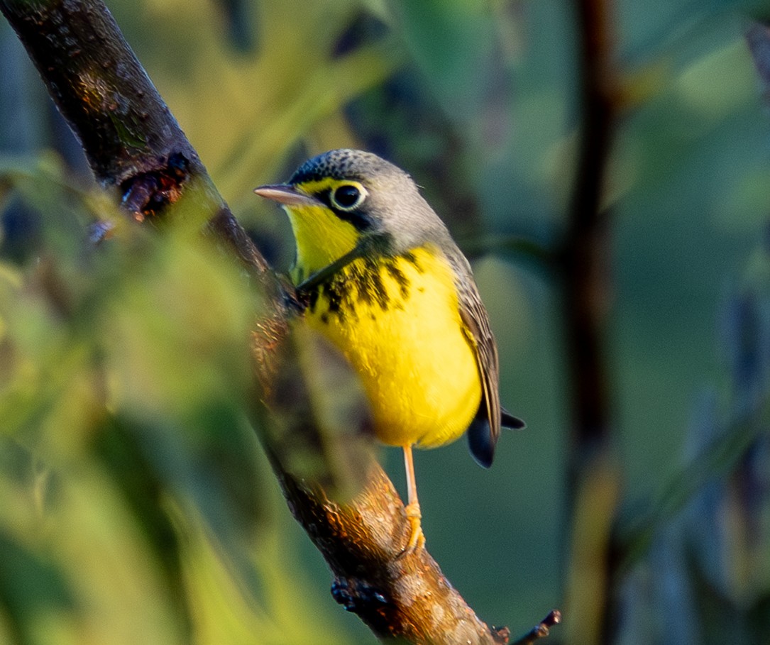 Canada Warbler - ML641179557