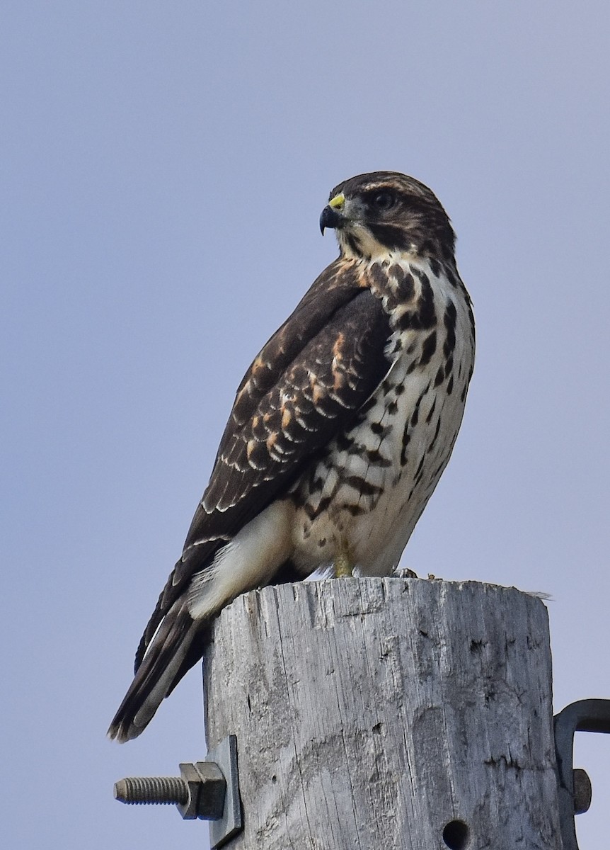 Broad-winged Hawk - ML641179570