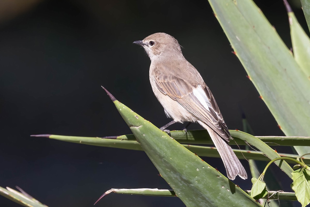 Pale Flycatcher - ML641179642