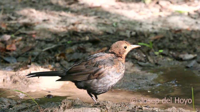 Eurasian Blackbird - ML641179690