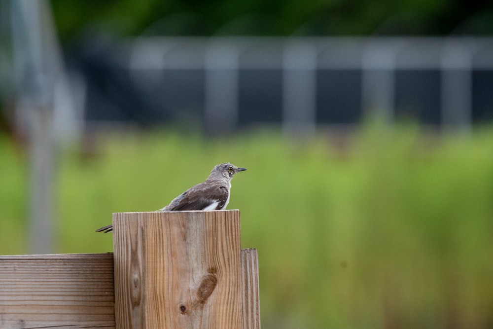 Northern Mockingbird - ML641179719