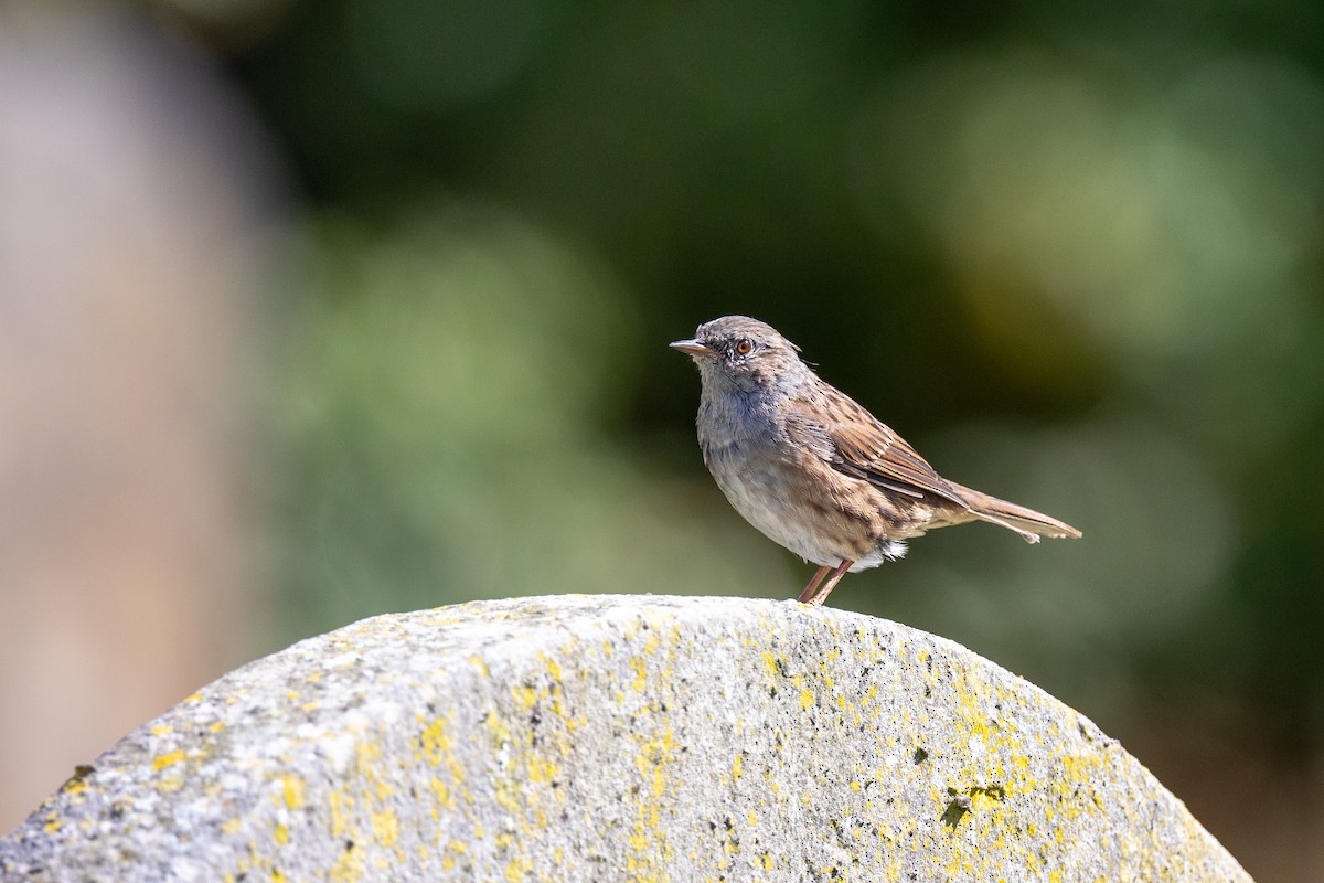 Dunnock - ML641179745