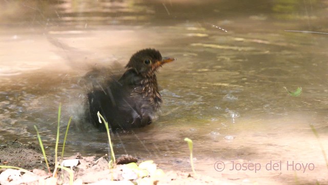 Eurasian Blackbird - ML641179868