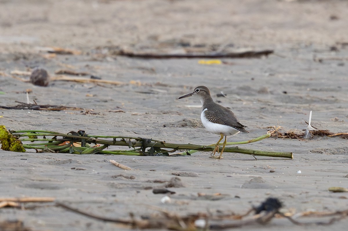Spotted Sandpiper - ML641179936