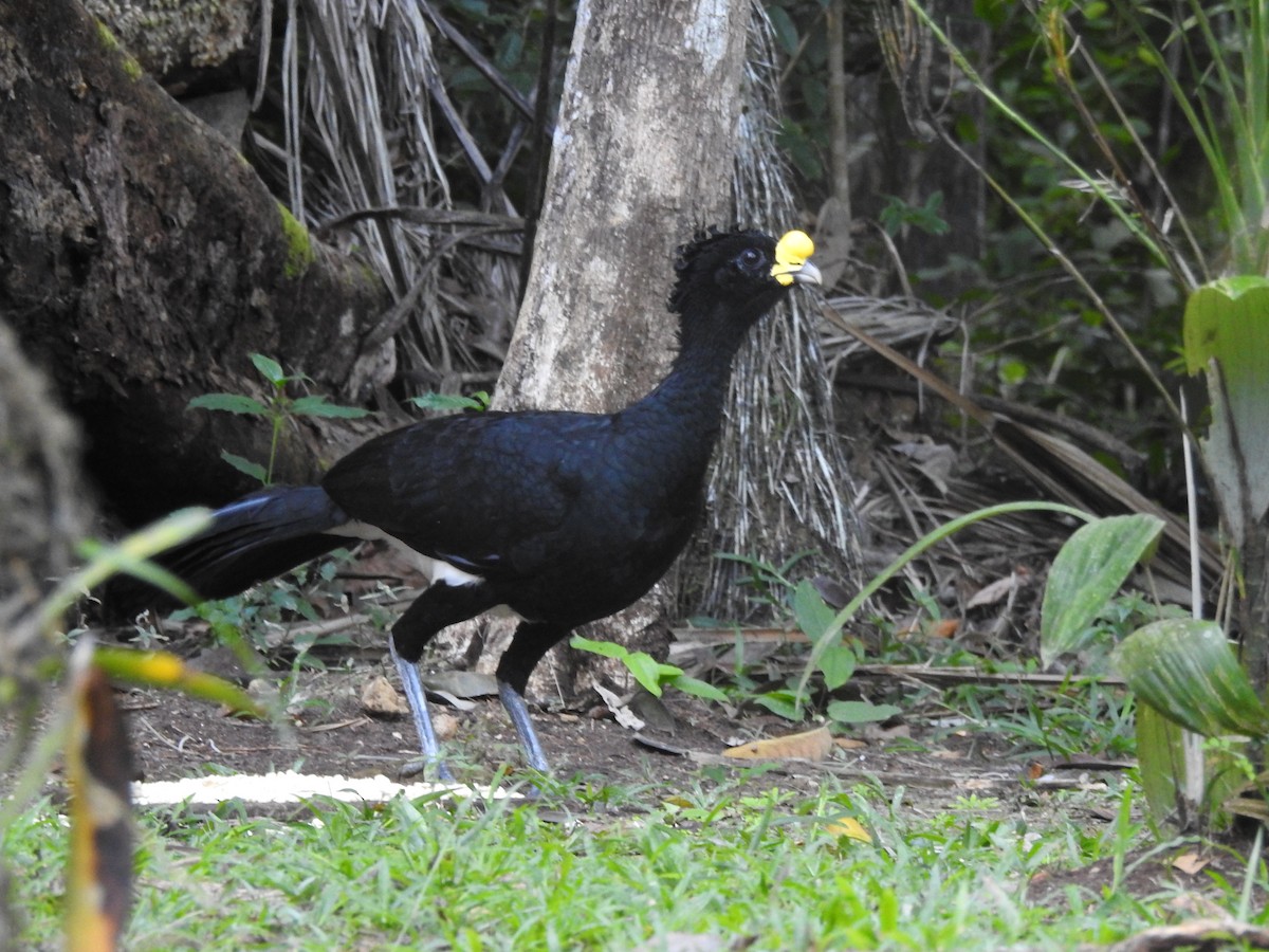 Great Curassow - ML641179942