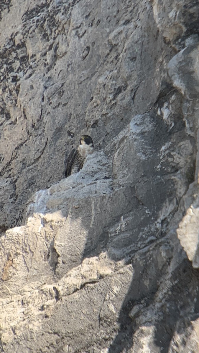 Falco pellegrino - ML641179956