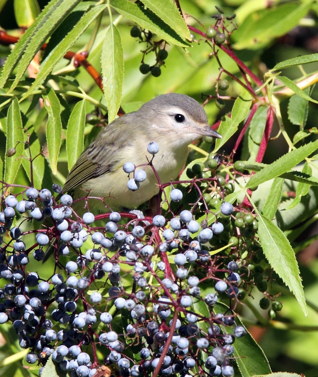 Warbling Vireo (Western) - ML641179958