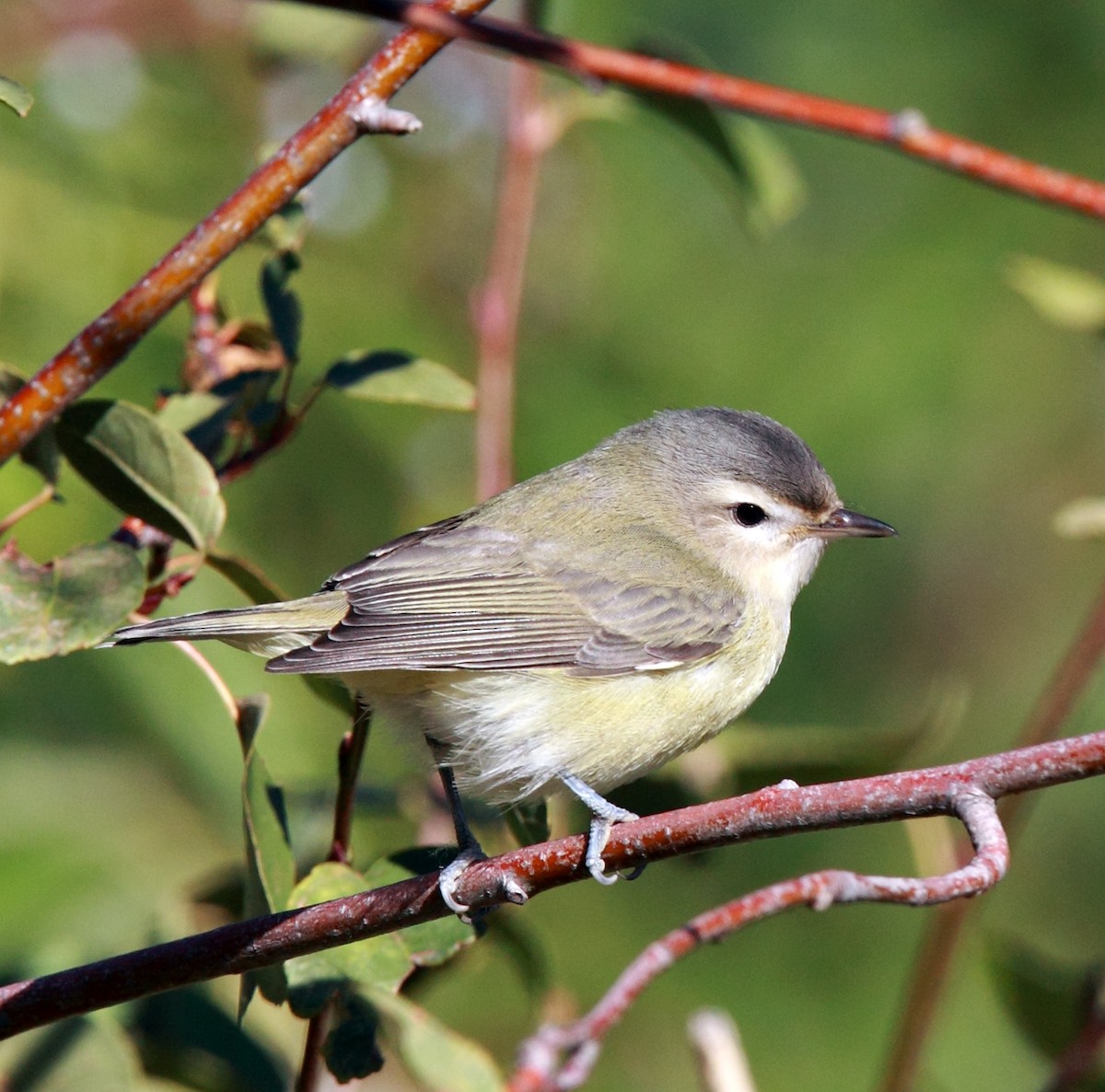 Warbling Vireo (Western) - ML641179973