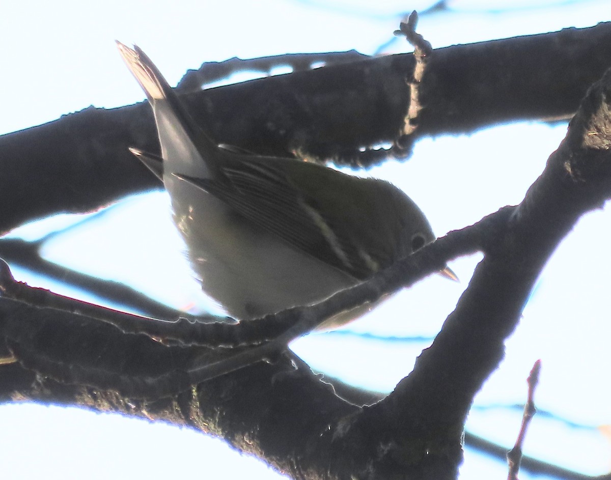 Chestnut-sided Warbler - ML641179981