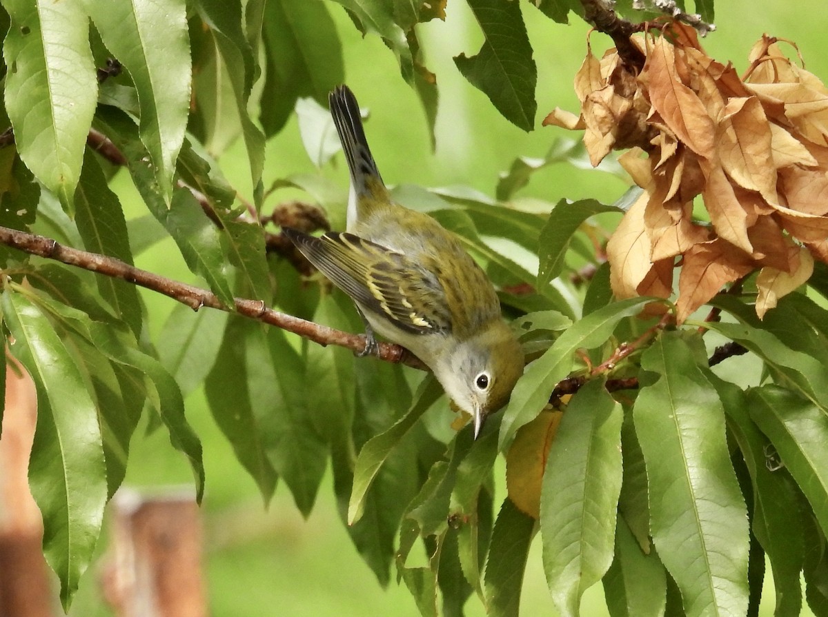 Chestnut-sided Warbler - ML641180035