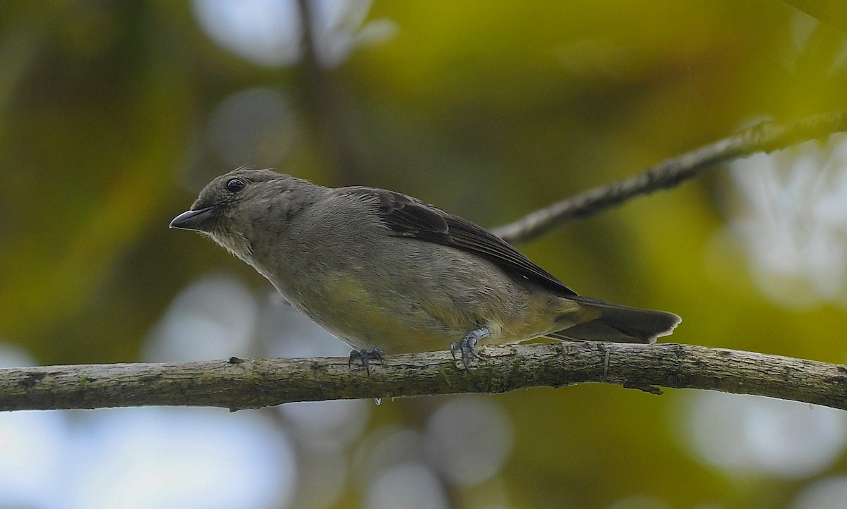 Plain-colored Tanager - ML641180039