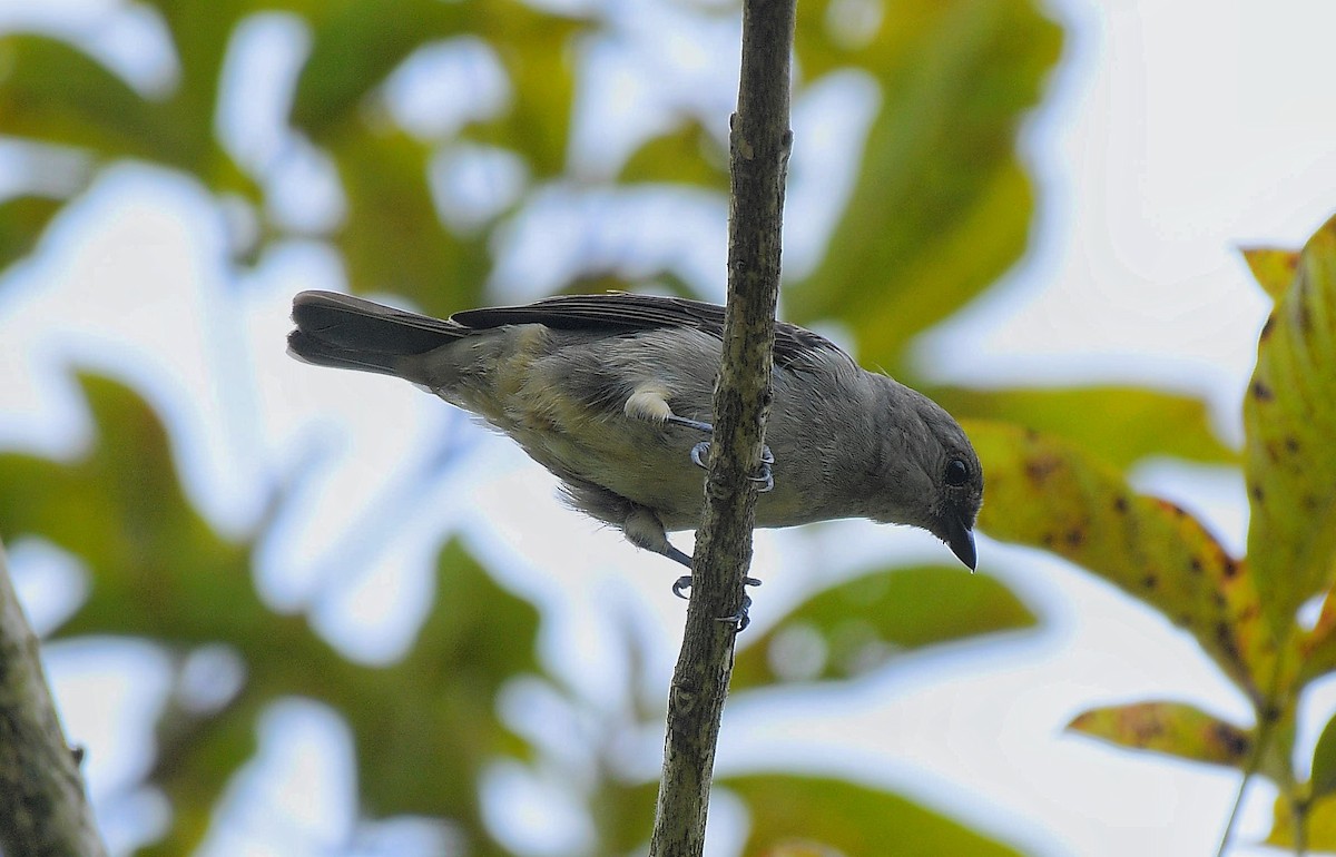 Plain-colored Tanager - ML641180040