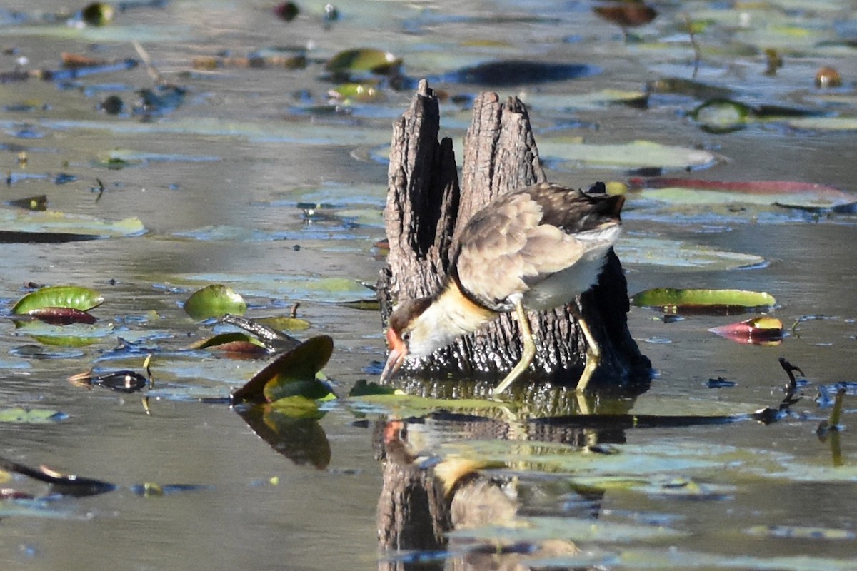 Comb-crested Jacana - ML641180042