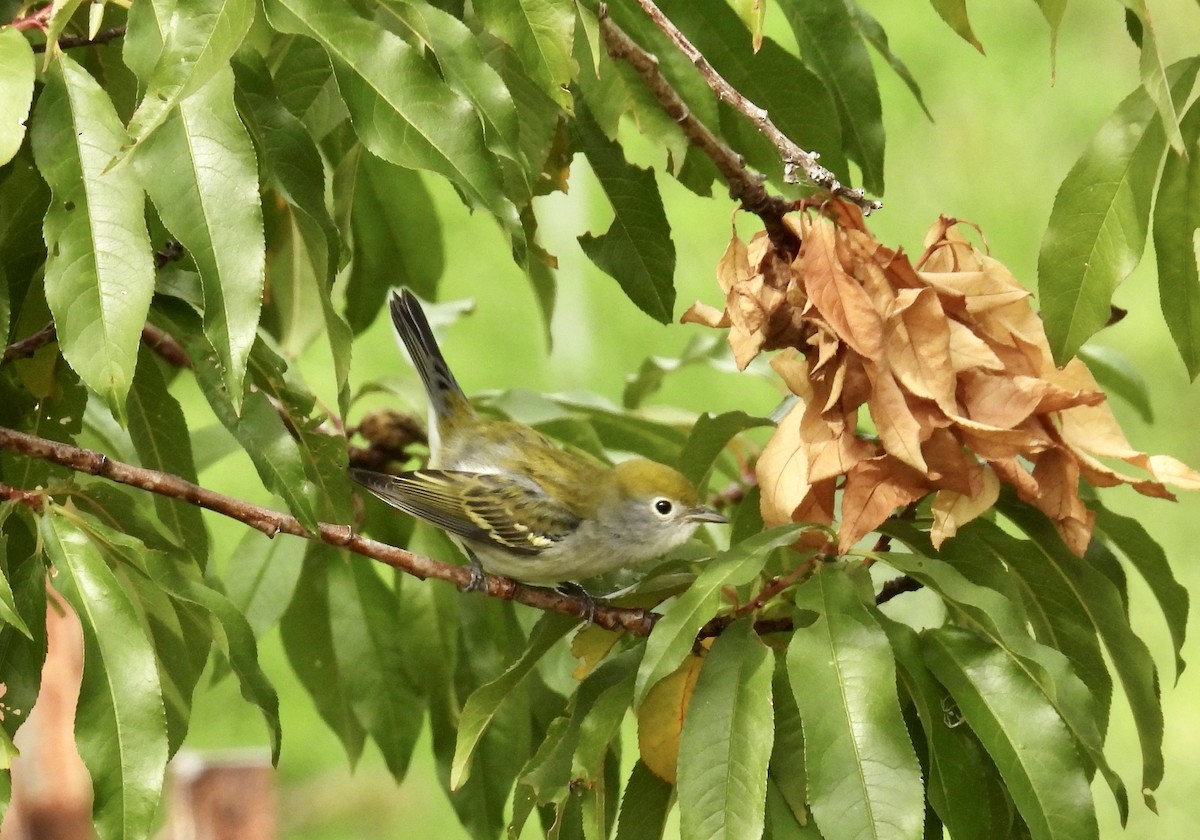 Chestnut-sided Warbler - ML641180044